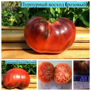 ПУРПУРНЫЙ ВОСХОД - розово-синий бифштекс, антоциан