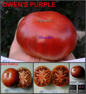 ПУРПУРНЫЙ ОУЭНА (Owen’s Purple) - пурпурный бифштекс-томат