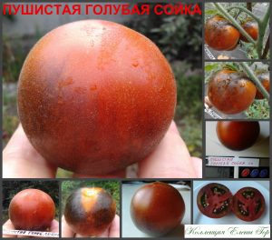 ПУШИСТАЯ ГОЛУБАЯ СОЙКА (WOOLLY BLUE JAY) - пушистый красно-синий томат, антоциан, 10 семян ПУШИСТАЯ ГОЛУБАЯ СОЙКА (WOOLLY BLUE JAY) - пушистый красно-синий томат