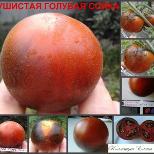 ПУШИСТАЯ ГОЛУБАЯ СОЙКА (WOOLLY BLUE JAY) - пушистый красно-синий томат