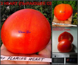 ПЫЛАЮЩЕЕ СЕРДЦЕ (FLAMING HEART) - красное приплюснутое сердце, 10 семян ПЫЛАЮЩЕЕ СЕРДЦЕ (FLAMING HEART) - красное приплюснутое сердце