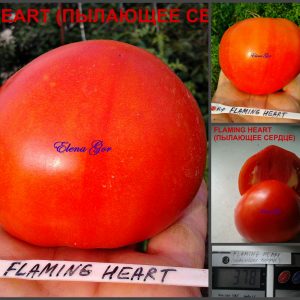 ПЫЛАЮЩЕЕ СЕРДЦЕ (FLAMING HEART) - красное приплюснутое сердце