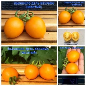 ПЬЕНОЛЛО ДЕЛЬ ВЕЗУВИО ЖЕЛТЫЙ - ранняя желтая сливка