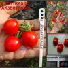 РАЙЗЕНТРАУБ (RIESENTRAUBE) - красный круглый черри-томат