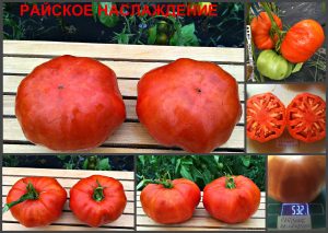 РАЙСКОЕ НАСЛАЖДЕНИЕ (HEAVENLY DELIGHT) - красный крупный бифштекс, 10 семян