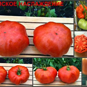 РАЙСКОЕ НАСЛАЖДЕНИЕ (HEAVENLY DELIGHT) - красный крупный бифштекс, 10 семян