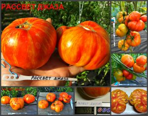 РАССВЕТ ДЖАЗА (Sunrise Jazz) - ранний сладкий пестрый биколор