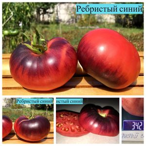 РЕБРИСТЫЙ СИНИЙ томат