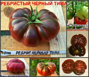 РЕБРИСТЫЙ ЧЕРНЫЙ ТИМА (RIBBED BLACK TIM) - ранний пурпурный бифштекс, 10 семян РЕБРИСТЫЙ ЧЕРНЫЙ ТИМА (RIBBED BLACK TIM) - ранний пурпурный бифштекс