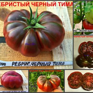 РЕБРИСТЫЙ ЧЕРНЫЙ ТИМА (RIBBED BLACK TIM) - ранний пурпурный бифштекс