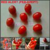 РЕД-АЛЕРТ (RED ALERT) - красный черри, сложная кисть