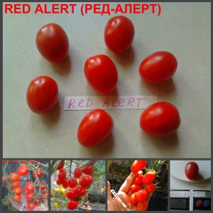РЕД-АЛЕРТ (RED ALERT) - красный черри, сложная кисть