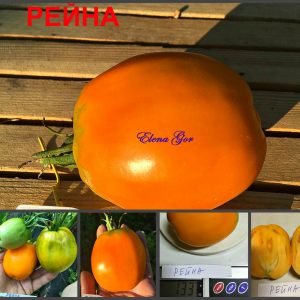 РЕЙНА (REINA) - оранжевая сливка-томат из Германии