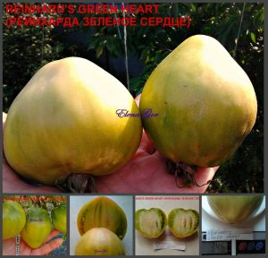 РЕЙНХАРДА ЗЕЛЕНОЕ СЕРДЦЕ (REINHARD'S GREEN HEART) - зеленое сладкое сердце