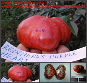 РЕЙНХАРДА ФИОЛЕТОВОЕ СЕРДЦЕ (REINHARD'S PURPLE HEARТ) - пурпурное сладкое сердце
