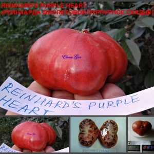 РЕЙНХАРДА ФИОЛЕТОВОЕ СЕРДЦЕ (REINHARD'S PURPLE HEARТ) - пурпурное сладкое сердце