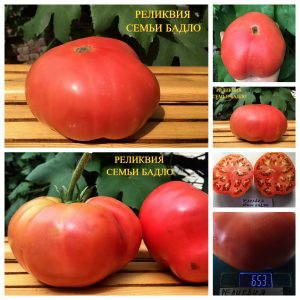 РЕЛИКВИЯ СЕМЬИ БАДЛО - ранний розовый крупноплод