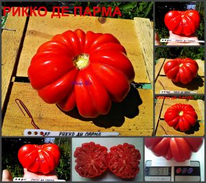 РИККО ДИ ПАРМА (RICCIO DI PARMA) - красный ребристый томат