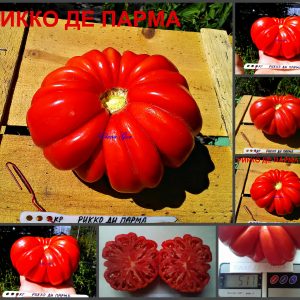 РИККО ДИ ПАРМА (RICCIO DI PARMA) - красный ребристый томат