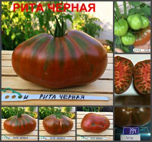 РИТА ЧЕРНАЯ (RITA BLACK) - ранний шоколадный трюфель, 10 семян РИТА ЧЕРНАЯ (RITA BLACK) - ранний шоколадный трюфель