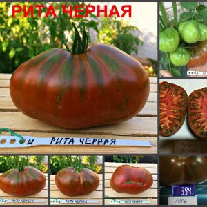 РИТА ЧЕРНАЯ (RITA BLACK) - ранний шоколадный трюфель