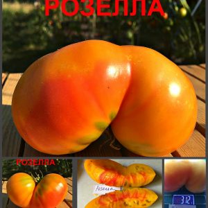 РОЗЕЛЛА (ROSELLA) - оранжевый яркий биколор
