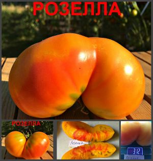 РОЗЕЛЛА (ROSELLA) - оранжевый яркий биколор, 10 семян РОЗЕЛЛА (ROSELLA) - оранжевый яркий биколор