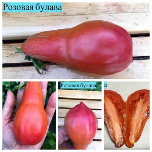 РОЗОВАЯ БУЛАВА (PINK MACE) - розовая крупная сливка