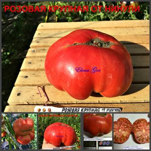 РОЗОВЫЙ КРУПНЫЙ ОТ НИНУЛИ (ROSE FROM NINOLE) - крупный розовый сладкий бифштекс