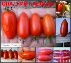 КАССАДИ СЛАДКИЙ КРАСНЫЙ (SWEET CASSADY) - сладкая красная полосатая сливка, 10 семян