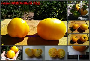 ГНОМ ЛИМОННЫЙ ЛЕД (DWARF LEMON ICE) - лимонного оттенка томат из серии Dwarf, 5 семян