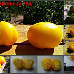 ГНОМ ЛИМОННЫЙ ЛЕД (DWARF LEMON ICE) - лимонного оттенка томат из серии Dwarf, 5 семян