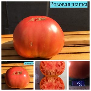 РОЗОВАЯ ШАПКА (PINK HAT) - розовый бифштекс