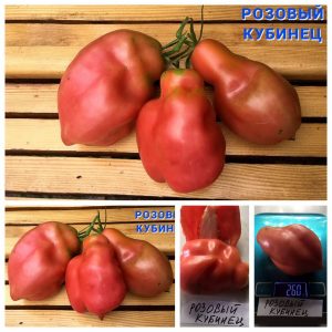 РОЗОВЫЙ КУБИНЕЦ (PINK CUBAN). Средне-ранний сорт уникальной формы. Куст до 1 м в ОГ, широкий, но с тонкими стеблями, с раскидистым поникшим листом