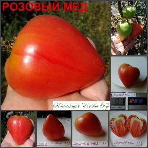 РОЗОВЫЙ МЕД (PINK HONEY) - раннее розовое сладкое сердце