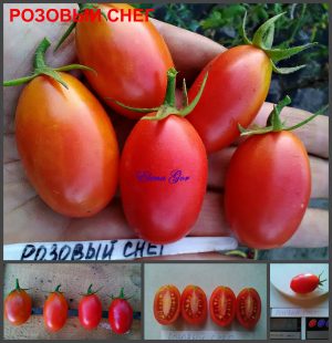 РОЗОВЫЙ СНЕГ (ИЗЮМ) ( PINK SNOW (RAISINS)) - розовая урожайная сливка, 10 семян РОЗОВЫЙ СНЕГ (ИЗЮМ) ( PINK SNOW (RAISINS)) - розовая урожайная сливка