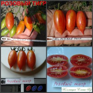 РОЗОВЫЙ ТИГР (PINK TIGER) - ранняя красная урожайная сливка
