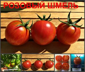 РОЗОВЫЙ ШМЕЛЬ (PINK BUMBLE BEE) - розовый округлый томат, 10 семян РОЗОВЫЙ ШМЕЛЬ (PINK BUMBLE BEE) - розовый округлый томат, 10 семян