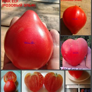 РОЗОВЫЙ ЭЛЬФ - розовый сорт томатов