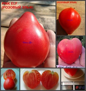 РОЗОВЫЙ ЭЛЬФ (PINK ELF) - раннее розовое сердце, 5 семян РОЗОВЫЙ ЭЛЬФ - розовый сорт томатов