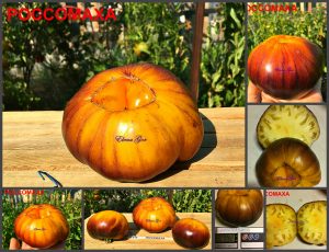 РОССОМАХА (WOLVERINE) - желто-синий бифштекс, антоциан