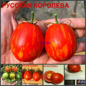 РУССКАЯ КОРОЛЕВА (RUSSIAN QUEEN) - ранняя красная сладкая сливка, 10 семян