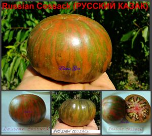 РУССКИЙ КАЗАК (RUSSIAN COSSACK) - ранний шоколадный полосатый томат, 10 семян РУССКИЙ КАЗАК (RUSSIAN COSSACK) - ранний шоколадный полосатый томат, 10 семян