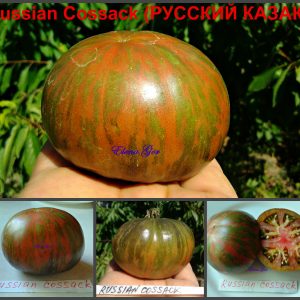 РУССКИЙ КАЗАК (RUSSIAN COSSACK) - ранний шоколадный полосатый томат, 10 семян