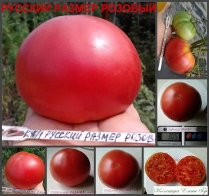 РУССКИЙ РАЗМЕР РОЗОВЫЙ (RUSSIAN SIZE PINK) - ранний малиновый бифштекс, 10 семян РУССКИЙ РАЗМЕР РОЗОВЫЙ (RUSSIAN SIZE PINK) - ранний малиновый бифштекс, 10 семян