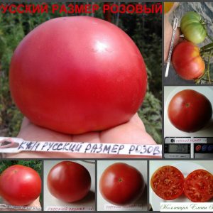 РУССКИЙ РАЗМЕР РОЗОВЫЙ (RUSSIAN SIZE PINK) - ранний малиновый бифштекс, 10 семян