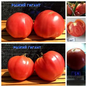 РЫЖИЙ ГИГАНТ (REDMON GIANT) - розовый крупноплод