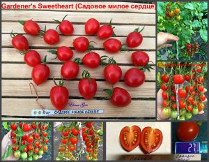 Томатный сорт САДОВОЕ МИЛОЕ СЕРДЦЕ