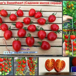 Томатный сорт САДОВОЕ МИЛОЕ СЕРДЦЕ