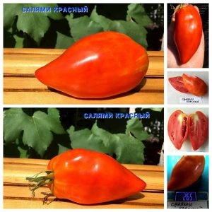 САЛЯМИ КРАСНЫЙ (SALAMI RED) - красная крупная сливка, 5 семян